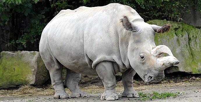 Умерла самая старая из живущих в неволе самка белого носорога
