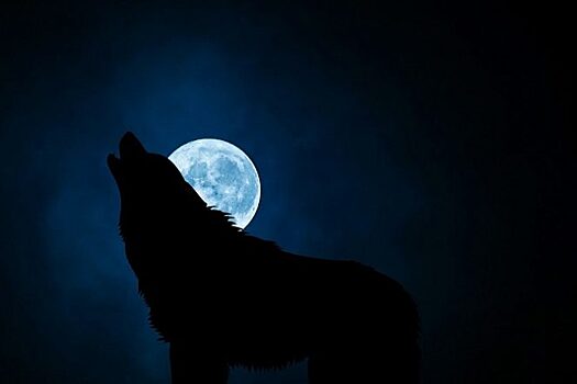 Зачем волки воют на луну на самом деле