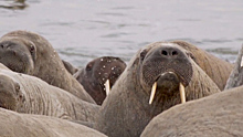 Уникальное лежбище моржей в ЯНАО может получить особый статус