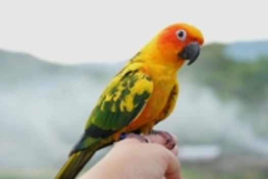 Красочность птиц возрастает с приближением к экватору