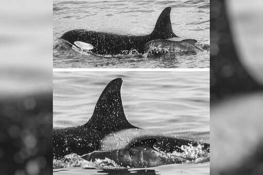 Самка косатки ухаживает за детенышем черного дельфина: фото
