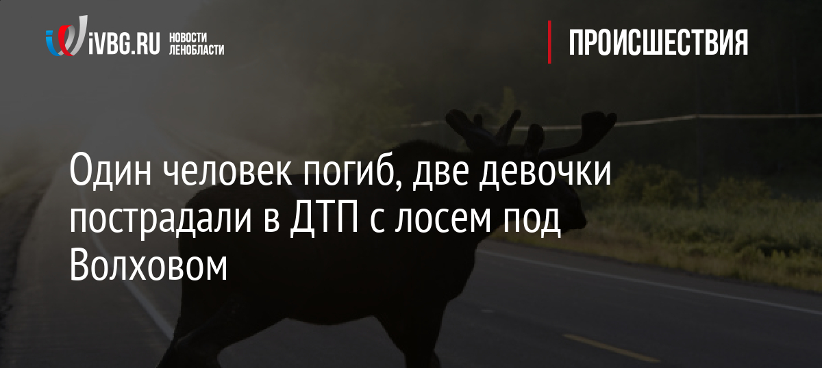В Ленинградской области в ДТП с лосем погиб один человек