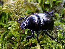 Принцип действия нового  робота подсмотрели у навозного жука — видео