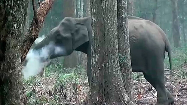 В национальном парке в Индии найдена «курящая» слониха
