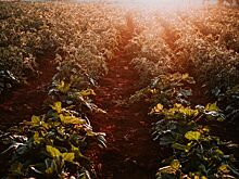 30 тонн овощей открытого грунта собрано в Удмуртии