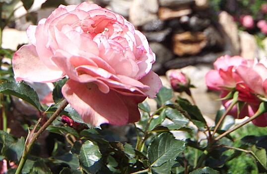Сотрудники Биологического музея открыли выставку роз