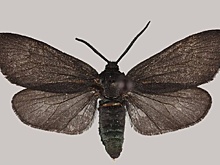 В России обнаружили новые виды бабочек