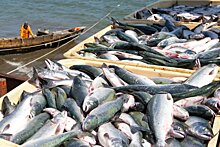 В Азово-Черноморском бассейне установят новые правила рыбной ловли
