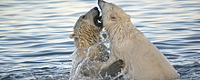 В Анадыре с 15 по 17 марта пройдет научная конференция «Вселенная белого медведя»
