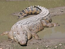 Крокодил напал на мужчину на туристическом пляже в Индонезии