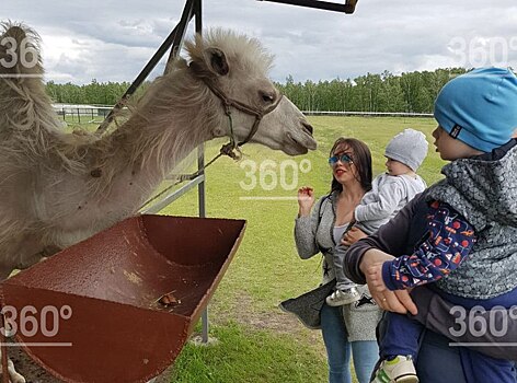 Верблюд покусал молодую мать в Омске. Видео