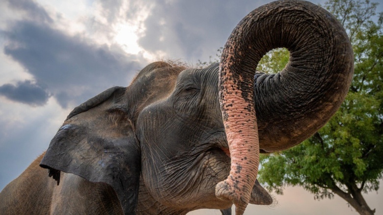 В Таиланде слон убил туриста на глазах у отдыхающих