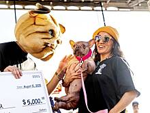 Выбрана самая уродливая собака в мире