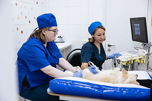 От кардиолога до орнитолога: в госветклиниках Москвы ведут прием ветеринарные врачи всех направлений