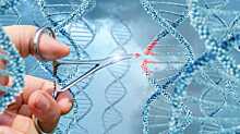 Талассемию будут лечить генной терапией