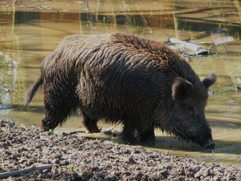 Жители Оренбуржья могут встретить на затопленных территориях диких животных