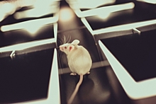 От лишних мутаций в ДНК мышей спасла добровольная пробежка