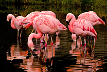Как выглядят маленькие птенцы фламинго