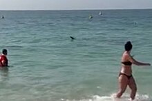 Акула напугала купальщиков на популярном у россиян курорте