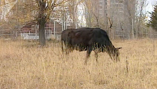 Как в 90-е в ереванском парке паслись коровы - видео