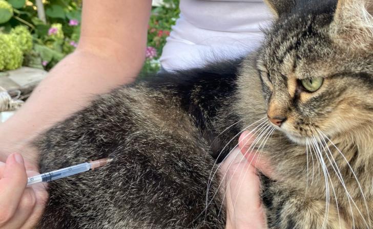 В Курске в мае пройдет 7 выездных вакцинаций домашних животных от бешенства
