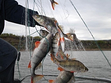 В донской рыбе обнаружили опасную для человека инфекцию