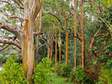 12 деревьев, которые обязательно надо увидеть