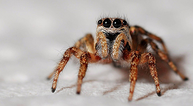 В Самаре обнаружили огромного неизвестного паука