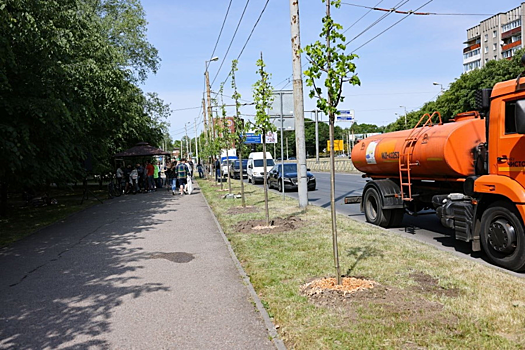 Власти Калининграда из-за засухи усилили полив растительности в городских парках