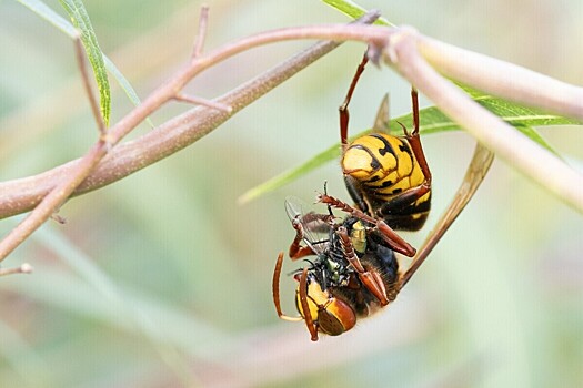 Гигантские шершни убили директора школы и его 15-летнего сына