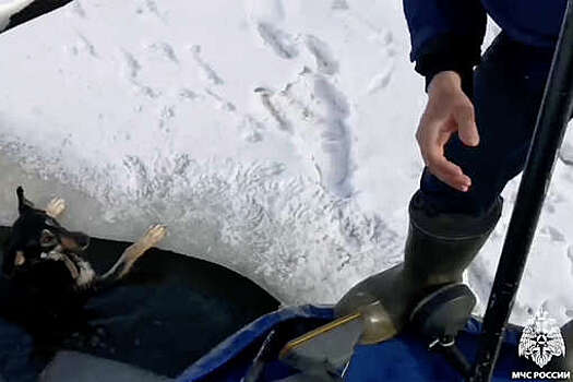 В Ярославле спасение собаки, провалившейся под лед на реке, попало на видео