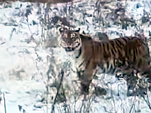 В Хабаровске на видео сняли, как тигр с открытым ртом испугал женщину на трассе