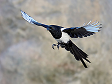 Сорока выхватила наушник из уха велосипедиста и стала звездой соцсетей