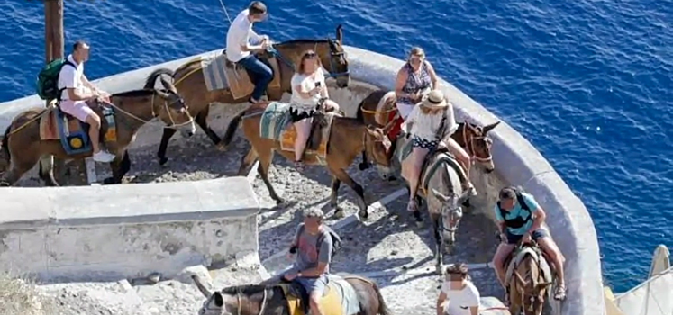 В Греции толстым туристам запретили кататься на ослах