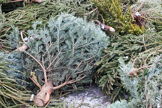 Москвичи сдали на переработку более 22 тыс новогодних елок