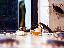 Эксперт по ЖКХ Бондарь: Штрафы за антисанитарию в квартирах не помогут