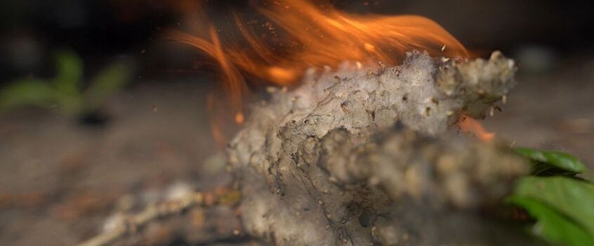 36 случаев горения тополиного пуха зафиксировали в Ижевске за сутки