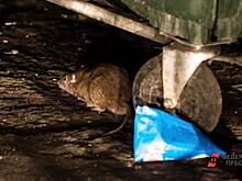 Дом в центре Тюмени атаковали крысы: «Это просто ваши соседи»