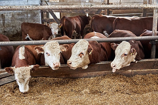 В селе Жуланка Новосибирской области введен карантин из-за бешенства у коровы