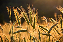 Морозоустойчивая пшеница прошла испытания в Новосибирске