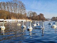Почти 1900 лебедей-кликунов поставили рекорд по зимовке в Алтайском крае