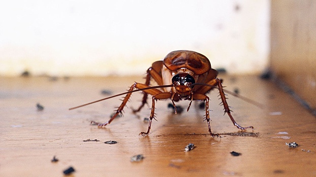 В Роспотребнадзоре предупредили о скором нашествии тараканов в многоквартирных домах