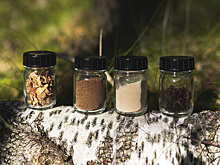 Шину из березовой коры создала компания Nokan