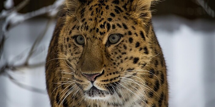Котенку дальневосточного леопарда в Приморье дали имя