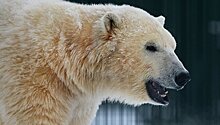 Белые медведи "катались" с горок в чукотском поселке