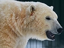 Белые медведи "катались" с горок в чукотском поселке
