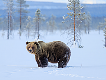 В Приангарье собираются регулировать отстрел медведей