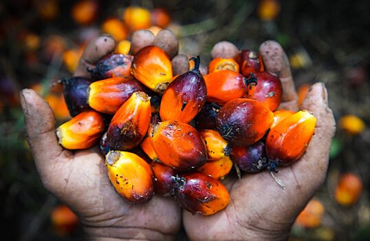 Reuters: в ближайшие месяцы цены на пальмовое масло достигнут рекордных значений