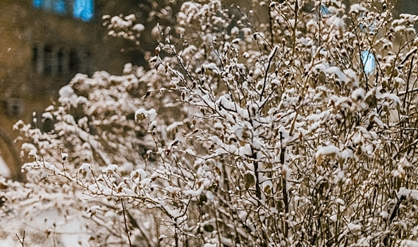 Снег и -9º ожидается в Волгоградской области