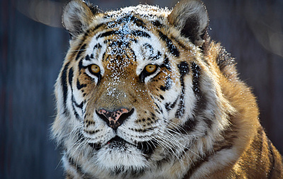 Эксперт: отстрел кабанов в Приморье из-за АЧС в Китае может навредить амурским тиграм